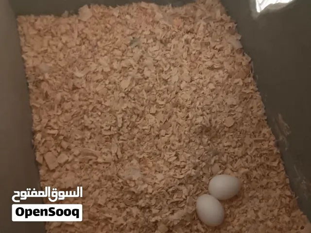 طيور كوكتيل لاتينو