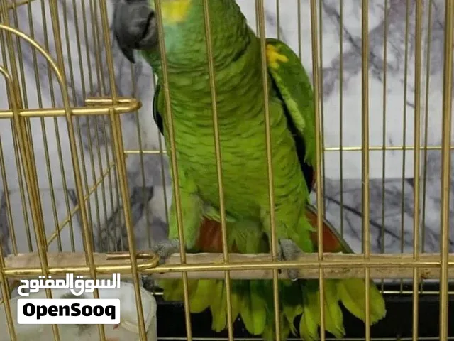 ببغاء امزوني اليف ومتكلم فوول محلق