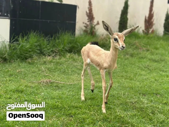 غزال صغير لعشاق الترويض