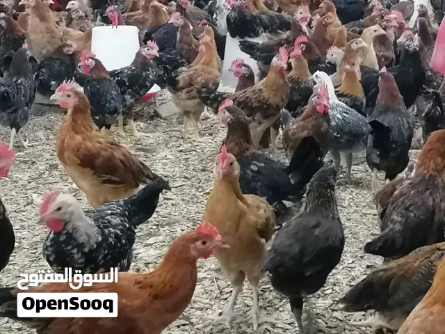 دجاج -فيومي -محلي -فرنسي -فرنسي احمر -فرنسي ابيض