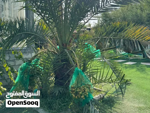 للبيع نخل برحي