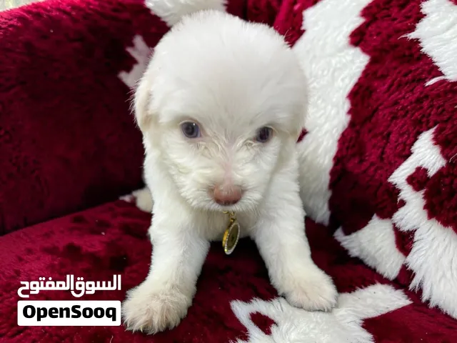 احلى واشيك ولد هافانيز Havanese ميني عنده 45 يوم