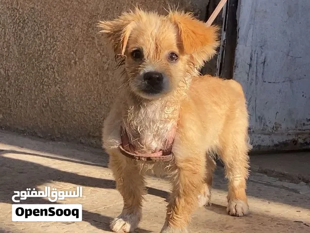 الام فرنسي ولأب لولو فكس