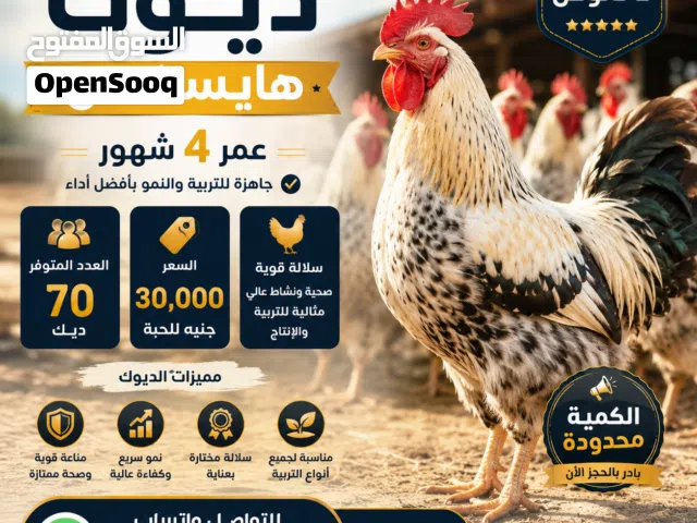ديوك هايسكس عمر 4 شهور