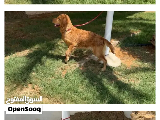 كلبة جيرمن أنثى للبيع