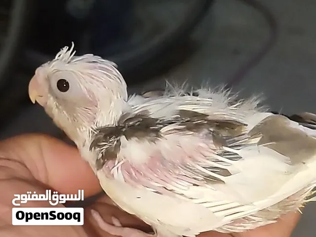 ثلاث قطع كوكتيل التفاصيل والاسعار بالشرح راسلني واتساب ادزلك فيديو الهن