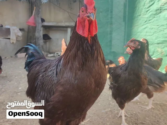 دجاج رود آيلاند