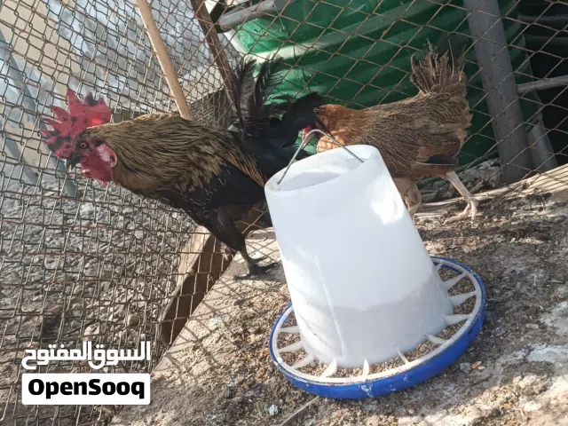 ديك و دجاج للبيع
