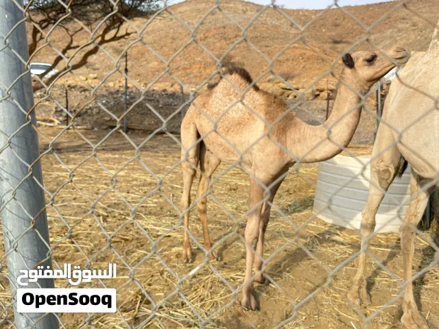 قعود طياح شهر 11