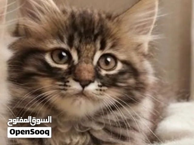 قط شيرازي جميل ذكر للبيع