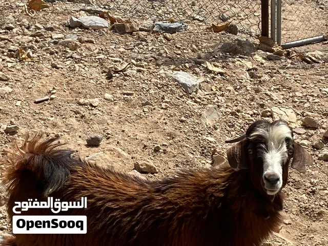 جدي ماشاءالله ما محقوص وسمين ماشاء الله والجدعة ماشاء الله سمينه زينات للتربية او الذبح