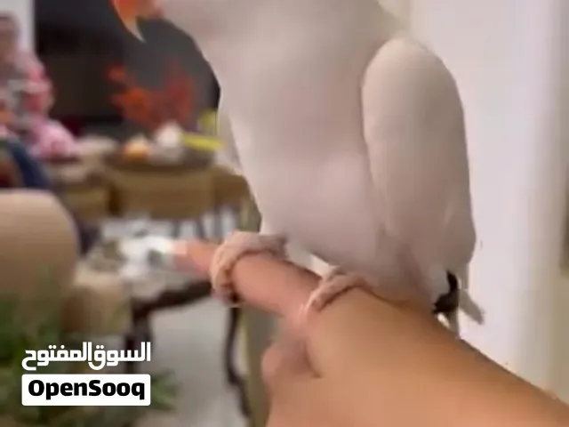 ببغاء دره البينو