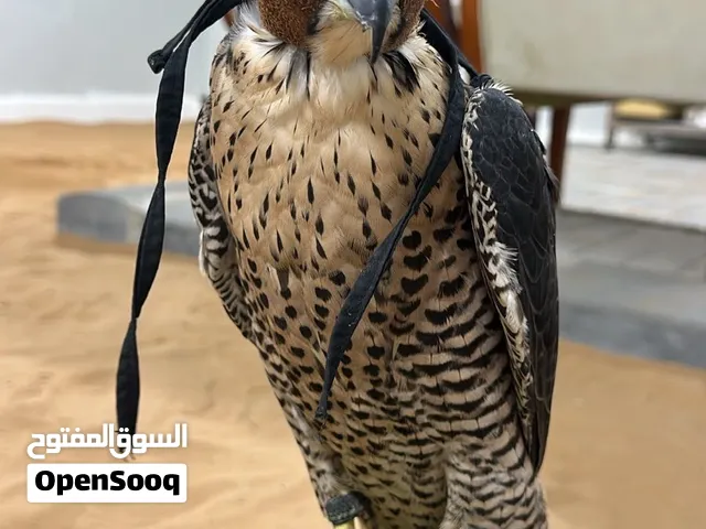 شاهين مزرعة F3