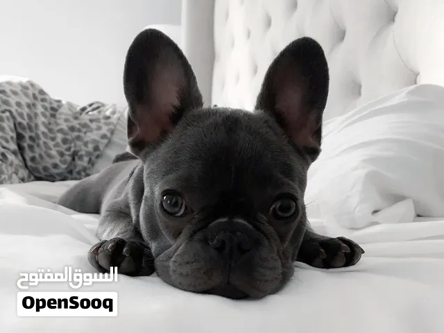 French Bulldog Puppies Ready To go