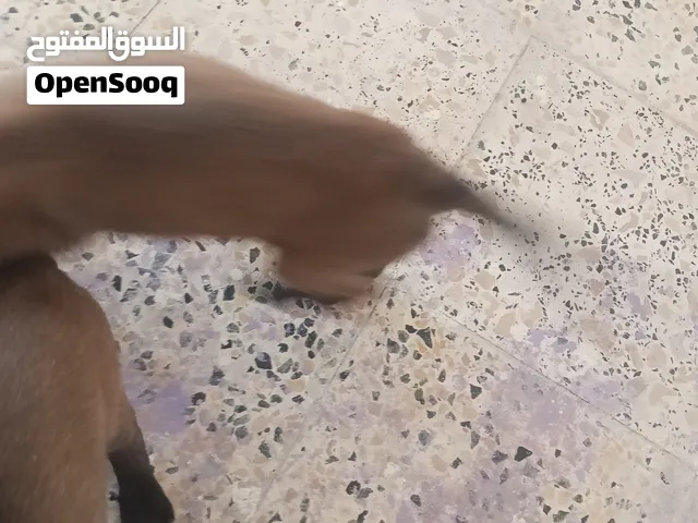 كلاب مالينو