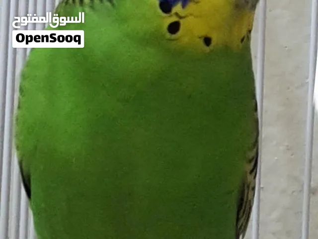 Green female budgie for 65
