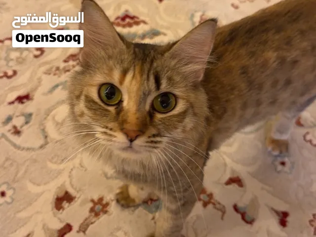 قط شيرازي مختلط / التبني في كلباء (مع كافة أغراضه)