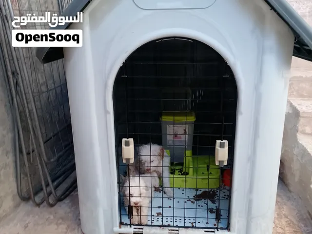 بيت كلاب للبيع اكبر حجمفي البيوت الحجم الكبير