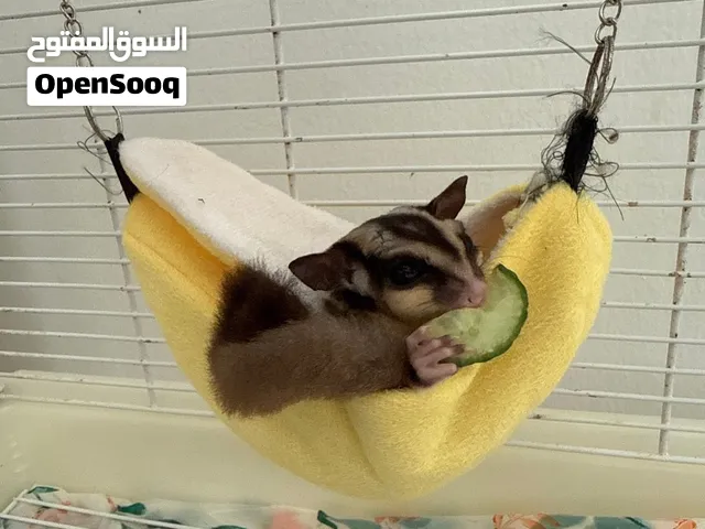 Male Sugar Glider – 10 Months