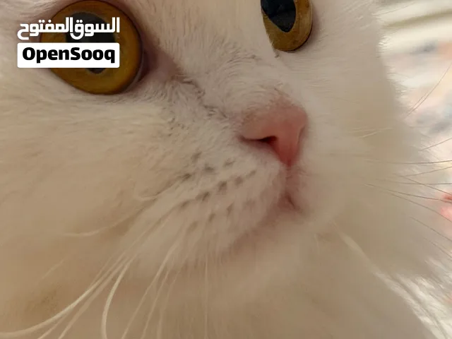 قطة جميلة و هادئة جدأ  متعلمة