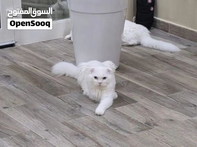قطط الشارقة