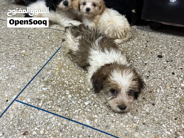 Bichon chiots nain