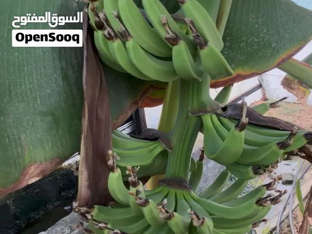 اشجار موز للبيع