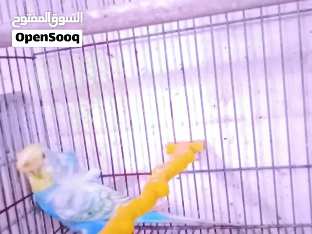 جواز حب تحتهم بيض وفراخ للبدل