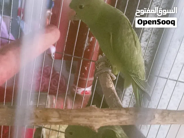 بغبغاء دره هندي
