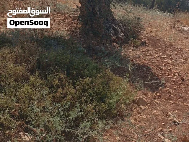 خلة البطه عصيره الشماليه