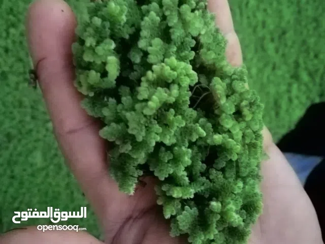 نبات الازولا   خس الماء  نبات زهرة النيل