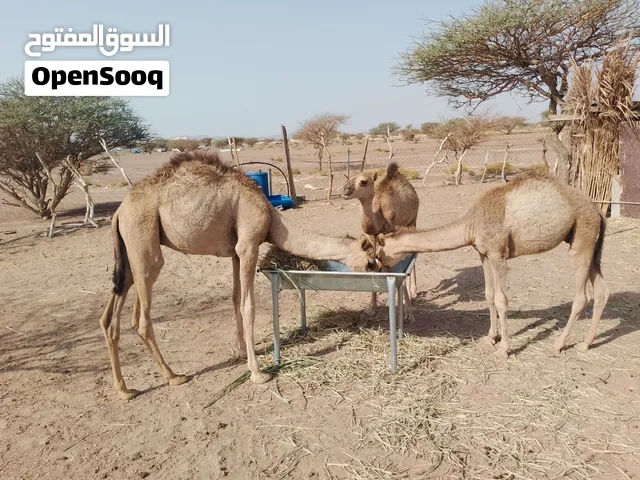 جعدان 3للبيع