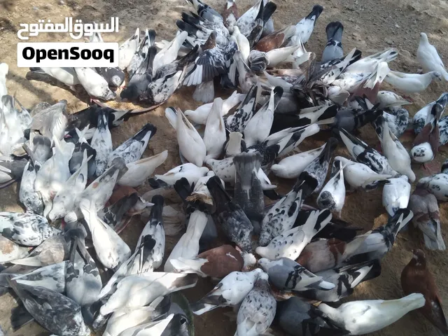 بيع حمام 0
