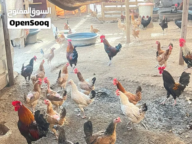دجاج للبيع