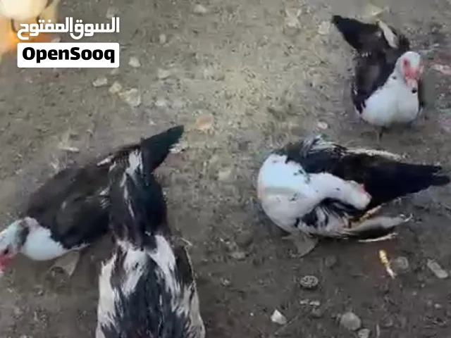 بط مصري ذكور