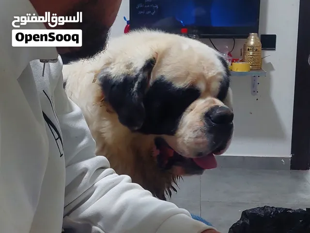 سنت برنالرد