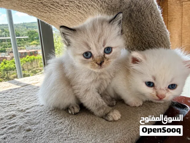 Kitten , turkish angora , long hair