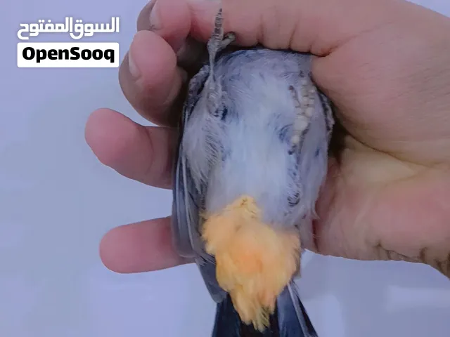 السلام عليكم بلبل طور جان خام وفتح يمي سامع منه 7السانات وبي خير الله طير توه مخلص تلك وطير  حلو