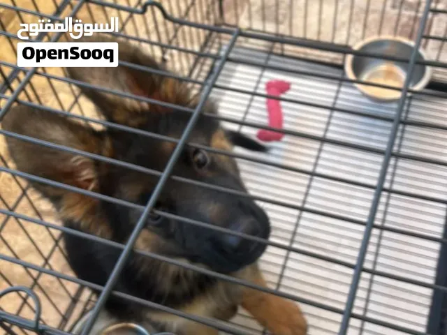 كلبه من فصيلة مميزه