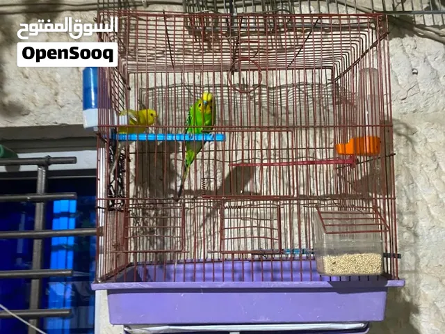 طيور الحب  جوز (Love bird) كيوي ،وليلي