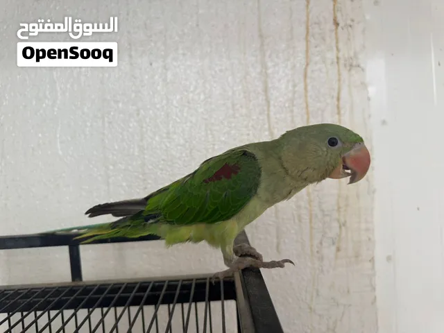 ببغاء نيبالي أليف
