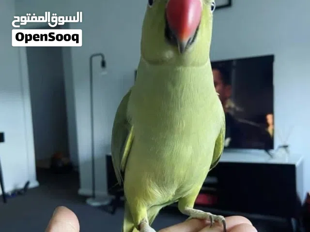 بغبغان دره هندي مدرب و متكلم