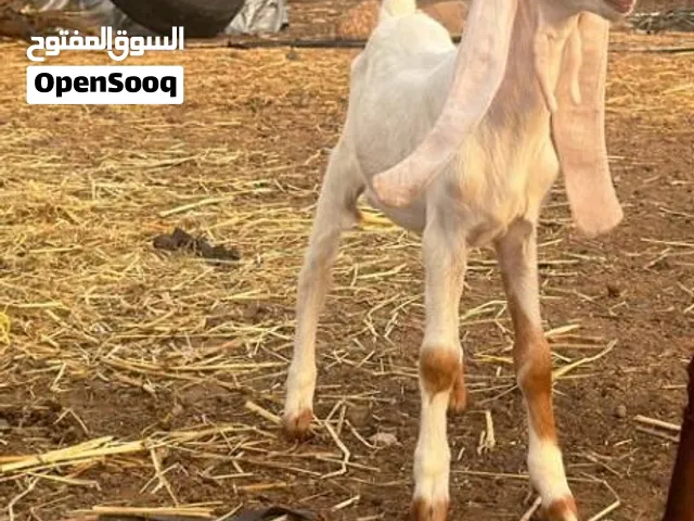 تيس حجازي صنف أبيض عمره أربعة اشهر