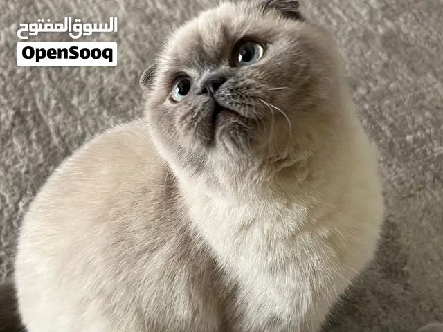 Adorable Scottish Fold Cat for Sale – Mocha