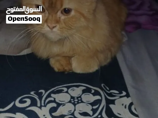 شيرازي2025