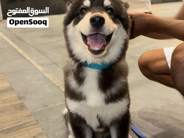 كلب هاسكي بيور