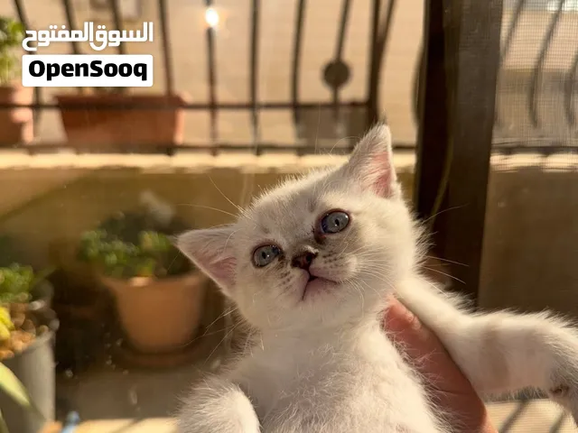 kitten hamalaya mex pritsh shourt hear