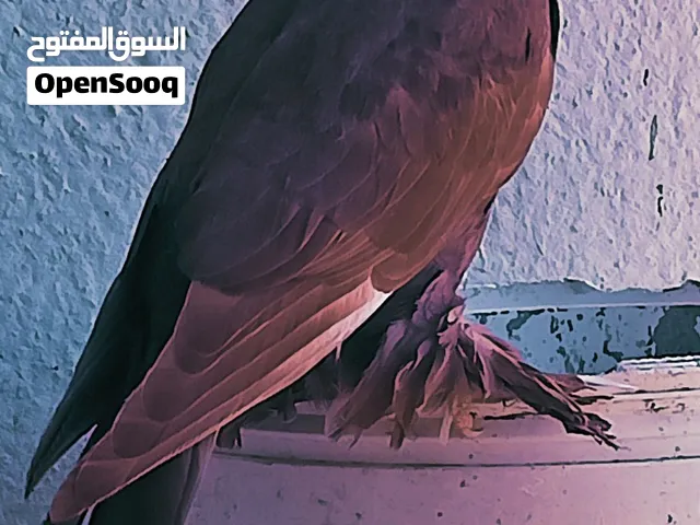 حمام راعبي للبيع