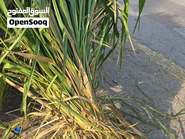 طعام بونيكام 4 ربط بريال الكميه موجوده و في انواع ثانيه ذرا و حريه و برومبو وغيرهن إلي حاب يستطنا