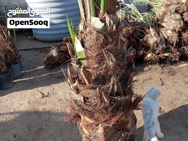 للبيع فروخ نخل برحي
